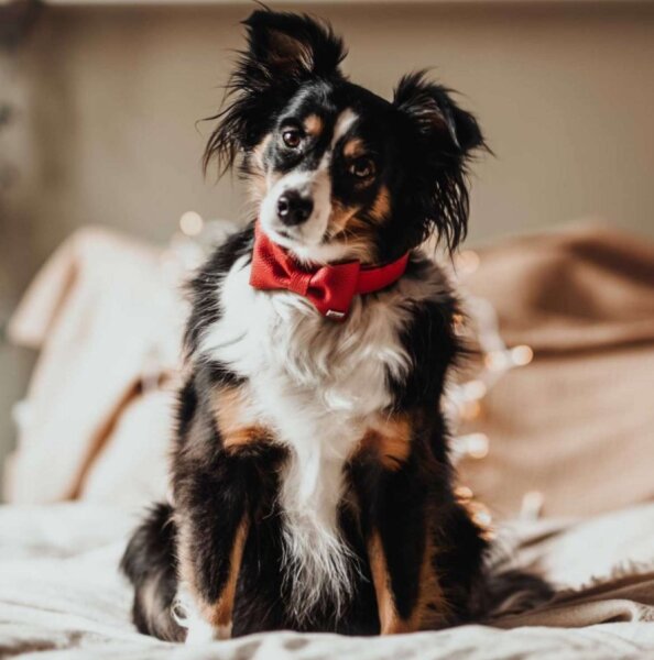 HUNTER Halsband-Fliege Paris, rot, 9 x 6 cm