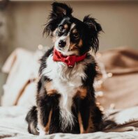 HUNTER Halsband-Fliege Paris, rot, 9 x 6 cm