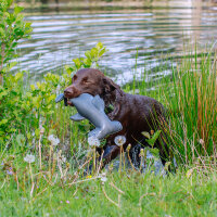 NOBBY Hundespielzeug Stoff-Hammerhai wasserfest "Flaoting", 38,5 cm