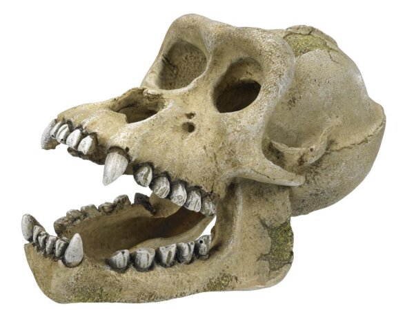 NOBBY Aqua Ornaments  "Gorilla Skelett", 18,7 x 10 x 11,5 cm