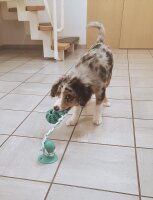 NOBBY Dental Spielzeug, 50 cm