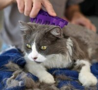 KONG  ZoomGroom Katze, lila, 7 x 11 cm