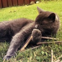 Katzen - Snacks AUMÜLLER Katzensticks Silver Vine