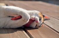 AUMÜLLER Minzini Katzenspielkissen Katzenminze...