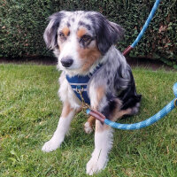 NOBBY Führleine "SPORTY "