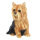 ESSCHERT DESIGN Deko - Figur Sitzender Yorkshire Terrier