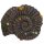 NOBBY Aqua Ornaments "Ammoniten Fossil", 33,8 x 28,5 x 10 cm