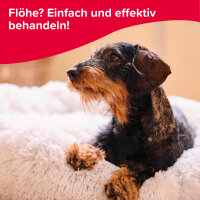 BEAPHAR Flohschutz-Shampoo für Hunde, 250 ml