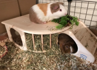 RESCH Nagerhöhle aus massivem Fichtenholz, XL