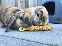 NOBBY  Stickies Honig, 2 x 56 g