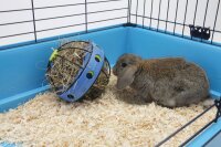 NOBBY  Bunny Toy, blau, Ø 16 cm