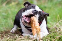 Hunde - Leckerli NOBBY StarSnack Barbecue Chicken Donut XL, 20 cm 220 g