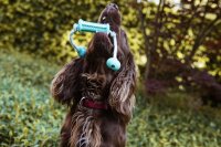 Vollgummi Stick mit Seil "DENTAL LINE"