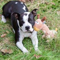 NOBBY Hundespielzeug Plüsch Giraffe mit Squeaker, 33 cm