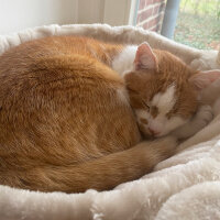 NOBBY Kratzbaum "ZADA"