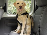 NOBBY Autosicherheitsgurt, schwarz