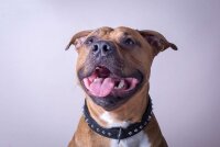 Leder Halsband 60 cm, 35 mm, schwarz, Roma