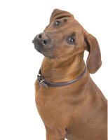 WOLTERS Halsband Terravita rund, kastanie, 50 cm