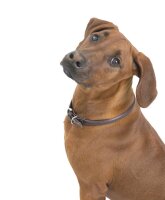 WOLTERS Halsband Terravita rund, kokosnuss, 40 cm