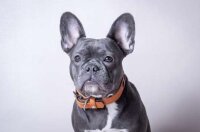 Das Lerderband Hundehalsband Granada Walnut / Black Länge 50 cm Breite 40 mm