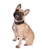 WOLTERS Halsband Terravita flach, kokosnuss, 35 cm x 20 mm