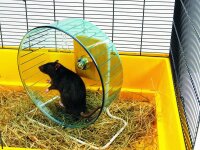 NOBBY  Hamsterlaufrad "Rolly Wheel", Ø...