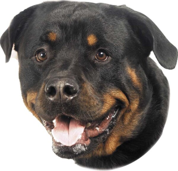 Nobby Aufkleber Rottweiler, 2er Set