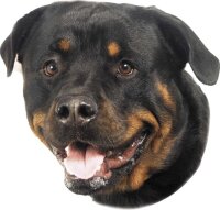 Nobby Aufkleber Rottweiler, 2er Set
