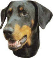 Aufkleber Dobermann, 2er Set