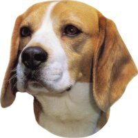 Nobby Aufkleber Beagle, 2er Set